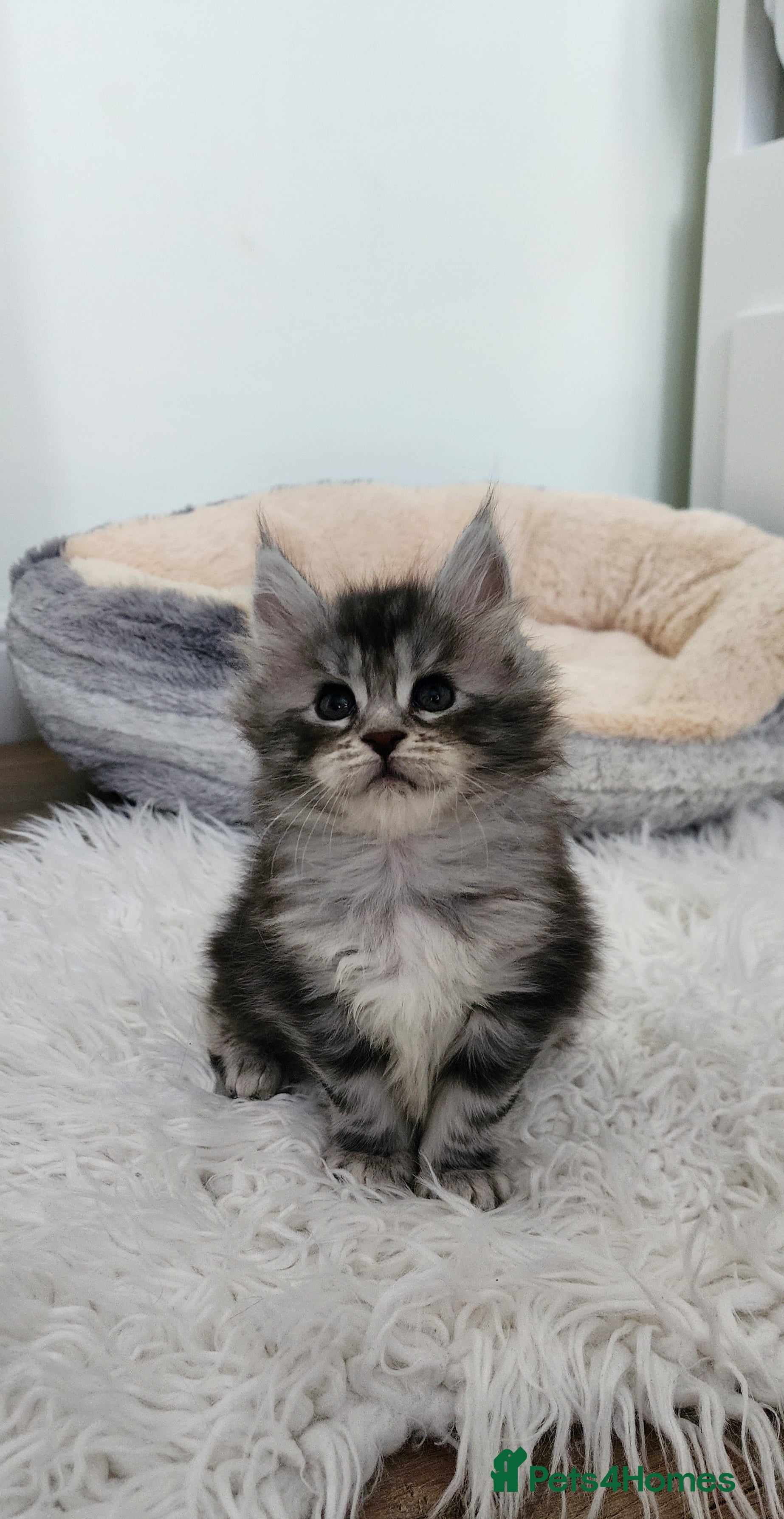 Maine Coon cats 💫💫Beautiful Maine Coon Kittens💫💫 - Advert 14