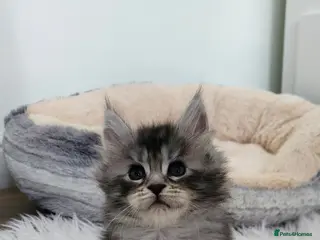 Maine Coon cats 💫💫Beautiful Maine Coon Kittens💫💫 - Advert 14