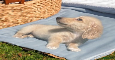 Dachshund dogs - Advert 1
