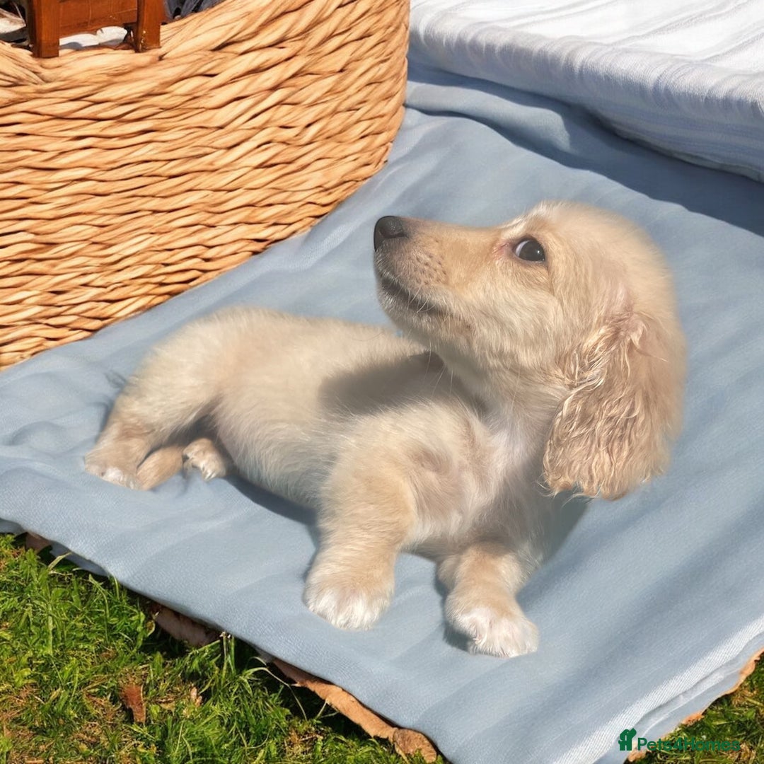 Dachshund dogs for sale: cream KC long haired miniature dachshunds for sale - Image 6