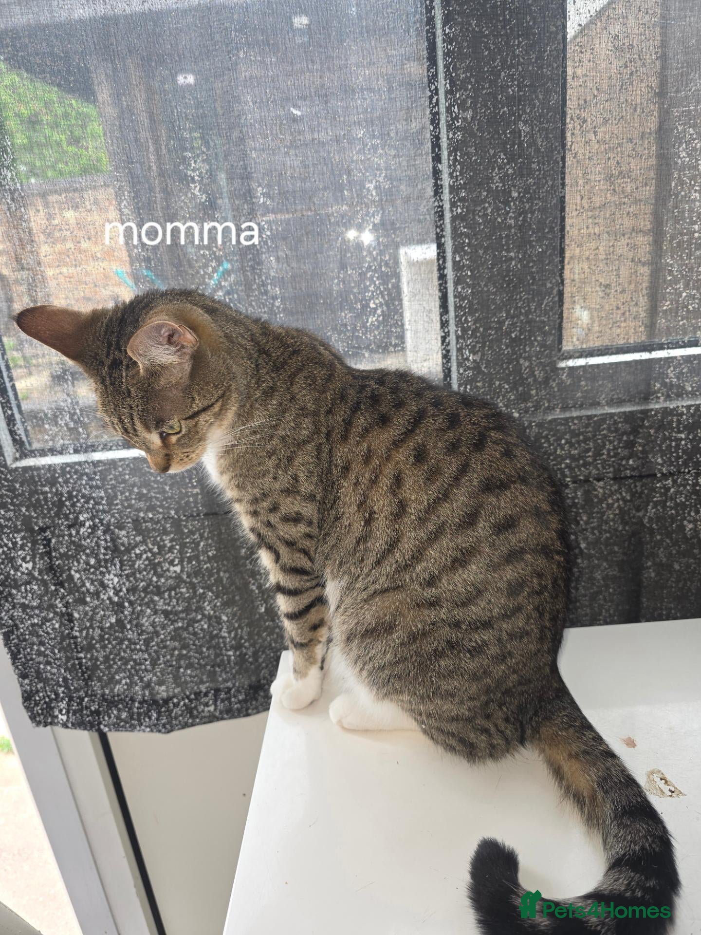 Mixed Breed cats for sale: 4 kittens - Advert 7