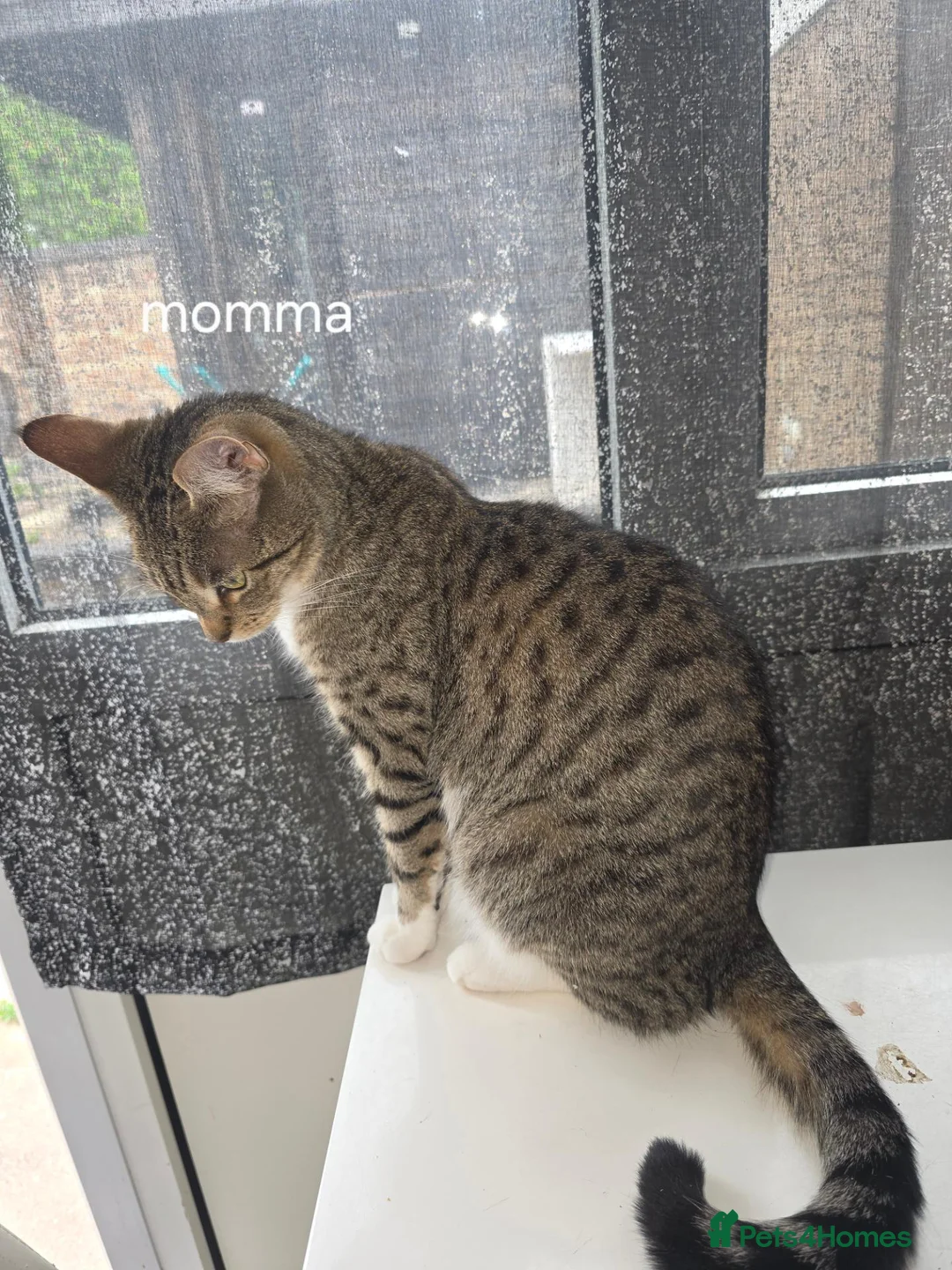 Mixed Breed cats for sale: 4 kittens - Advert 1