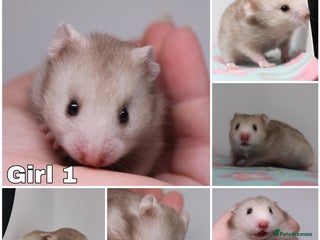Hamster rodents - Advert 4