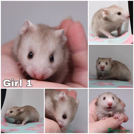 Hamster rodents - Advert 2