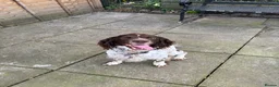 English Springer Spaniel dogs for sale: KC registered English Springer Spaniels in Leeds - Advert 2