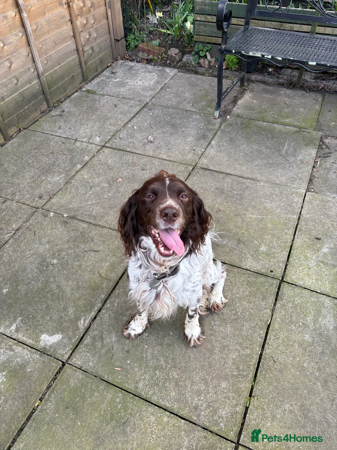 English Springer Spaniel dogs for sale: KC registered English Springer Spaniels in Leeds - Advert 2