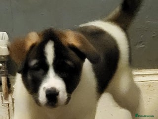 Akita dogs American Akita Puppies. Reduced Price until Sunday - Advert 18