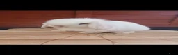 Mini Lop rabbits for sale: Stunning purebred mini lop babies - Advert 14