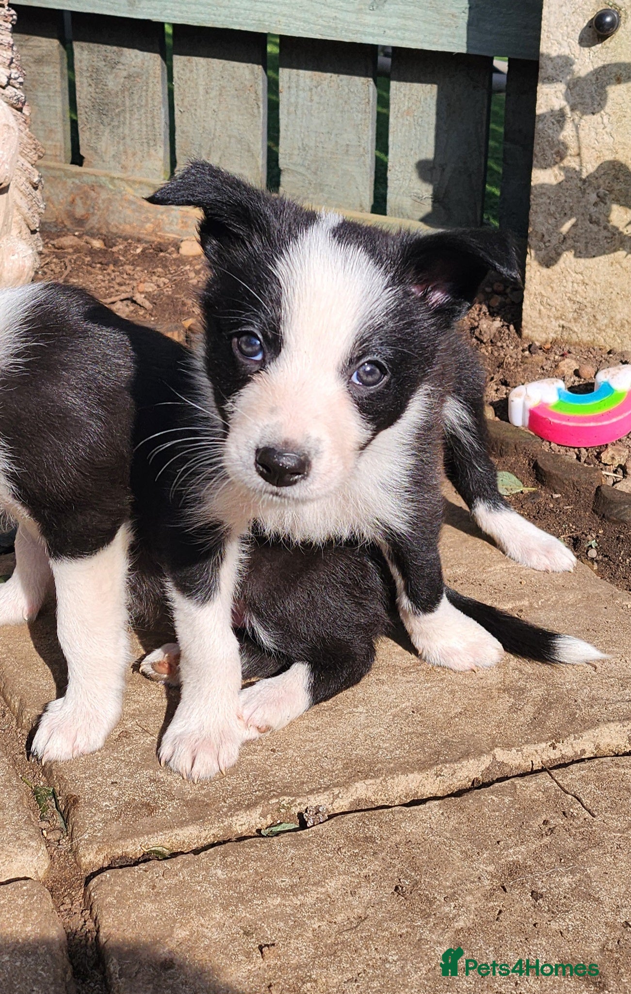 Border Collie dogs 4 Beautiful Border Collie Puppies (BOYS) - Advert 2