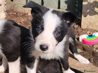 Border Collie dogs 4 Beautiful Border Collie Puppies (BOYS) - Advert 2