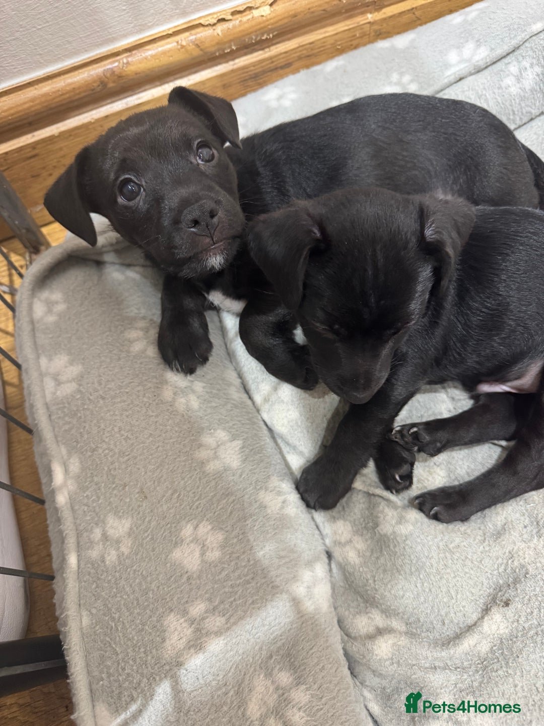 Patterjack dogs for sale: 🐶✨ Patterjack Puppies Ready Soon! ✨🐶 - Image 6