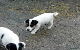 Jack Russell dogs for sale: Jack Russell Puppies  - Image 4