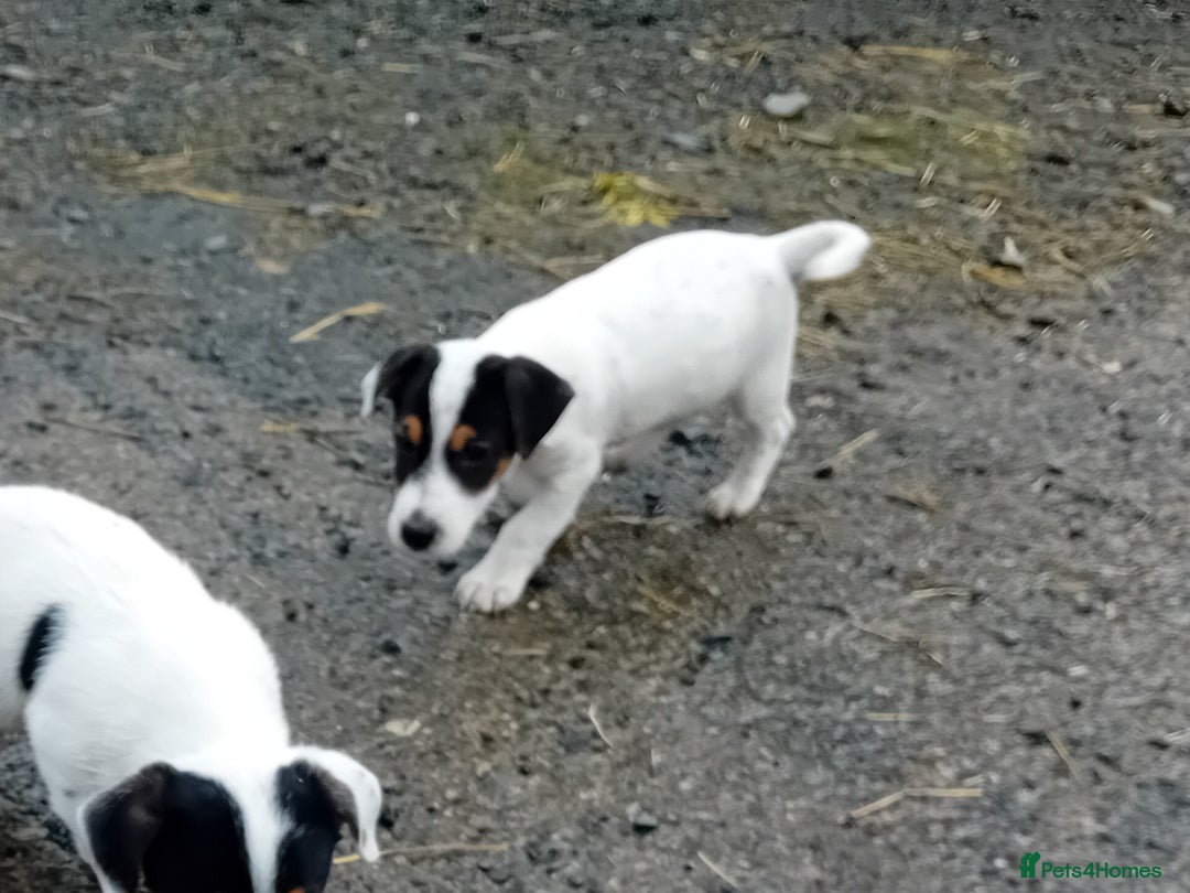 Jack Russell dogs for sale: Jack Russell Puppies  - Image 4