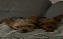 Chorkie dogs for sale: ****** - Image 2