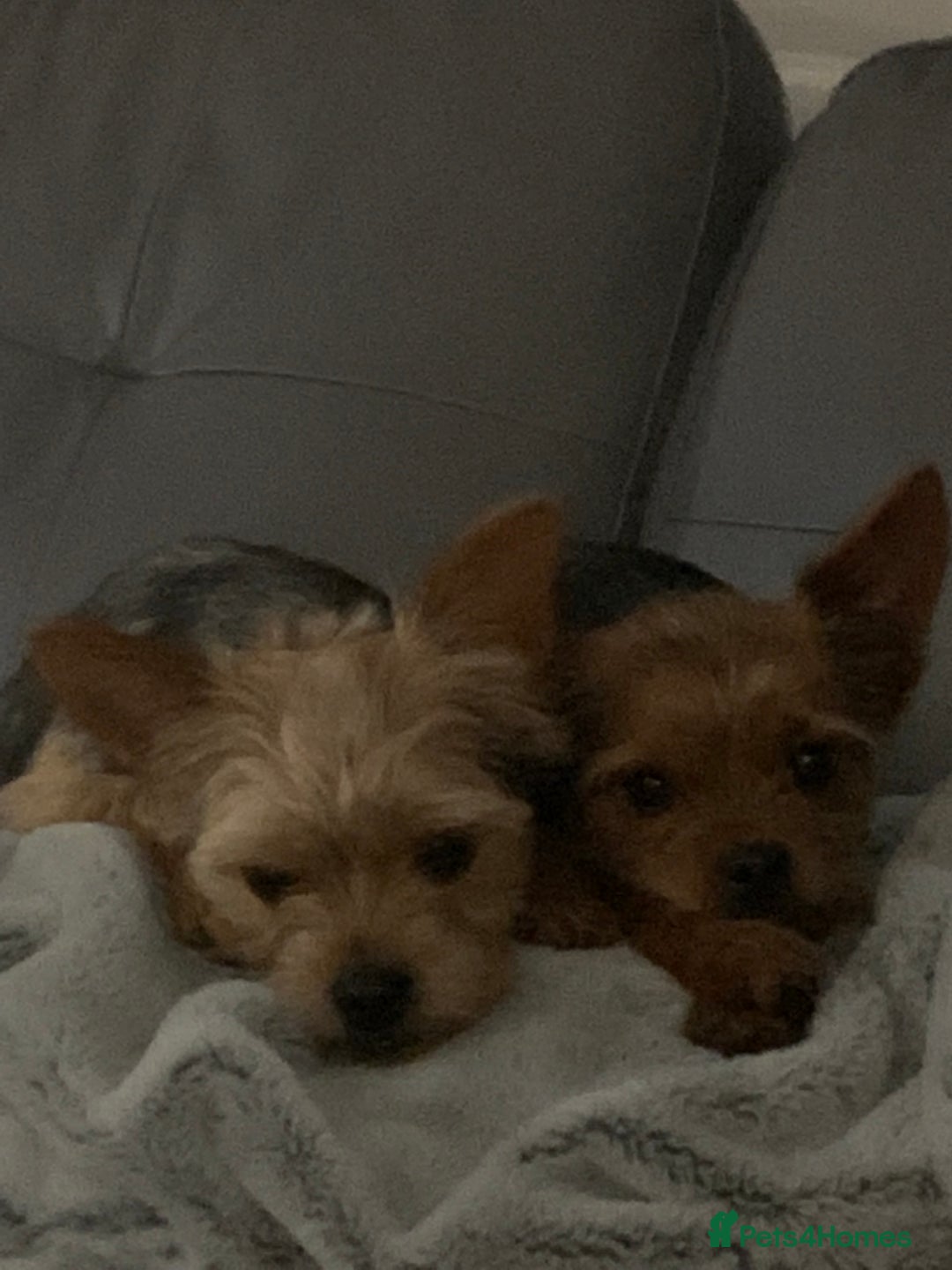 Chorkie dogs for sale: ****** - Image 2