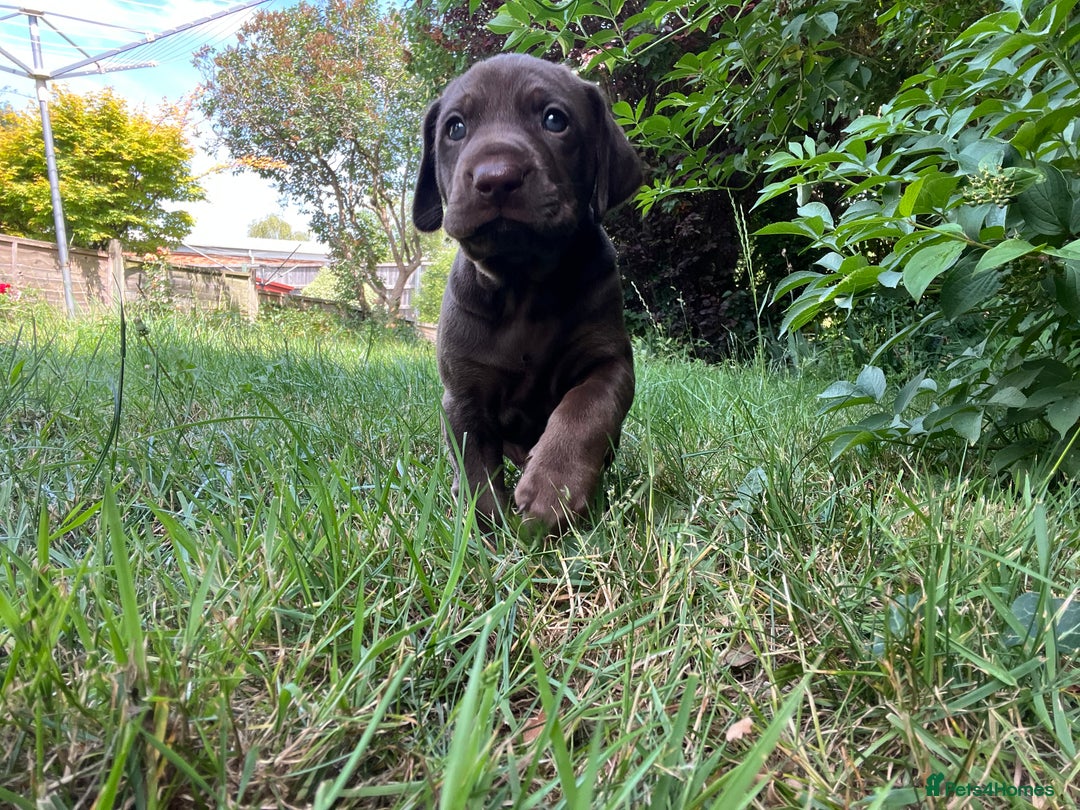 Mixed Breed dogs for sale: Vizlador x Weimaraner puppies - Image 22