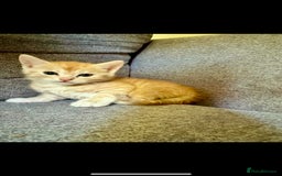 British Shorthair cats for sale: 7 Gorgeous ginger BSHxASH kittens to be rehomed - Image 6