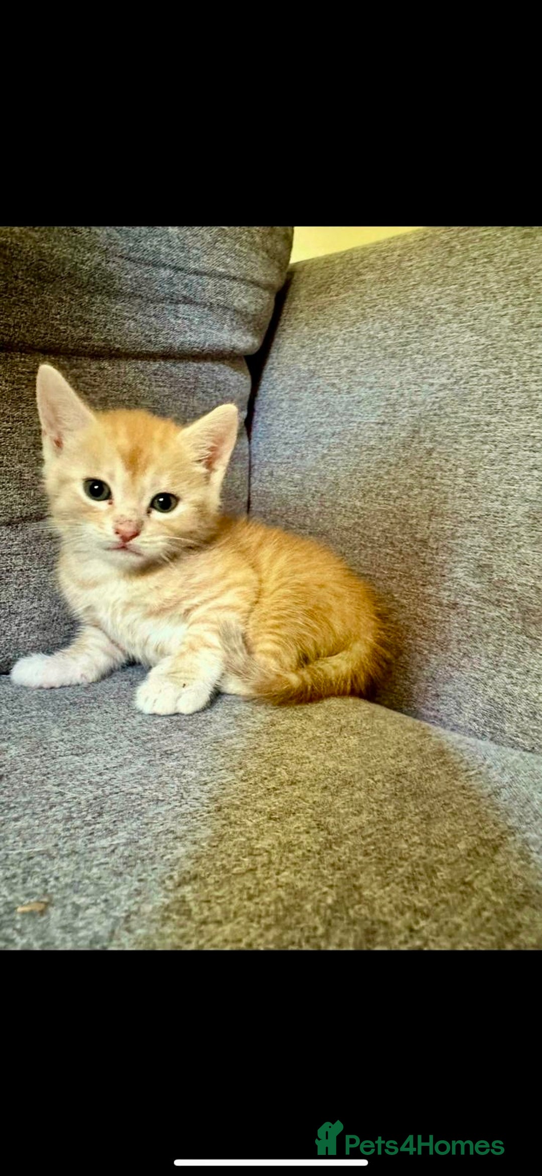 British Shorthair cats for sale: 7 Gorgeous ginger BSHxASH kittens to be rehomed - Image 6