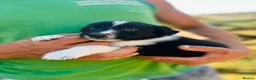 Border Collie dogs for sale: Beautiful collie puppies in Wells - Advert 6