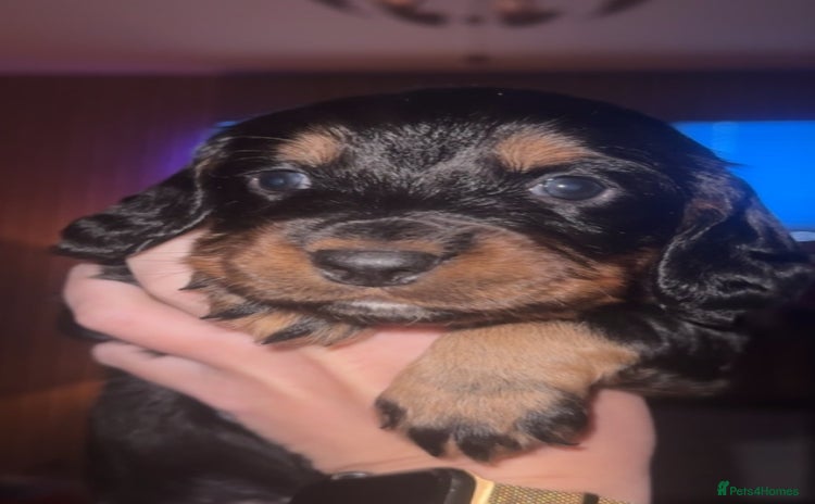 Cocker Spaniel dogs 3 beautiful cocker spaniels - Advert 1