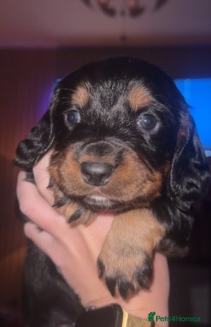 Cocker Spaniel dogs 3 beautiful cocker spaniels - Advert 1