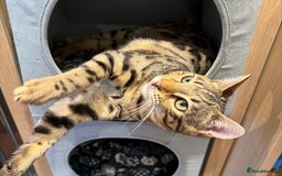 Bengal cats for sale: 2 Bengals Boy Brothers 11 Months Old - Advert 15