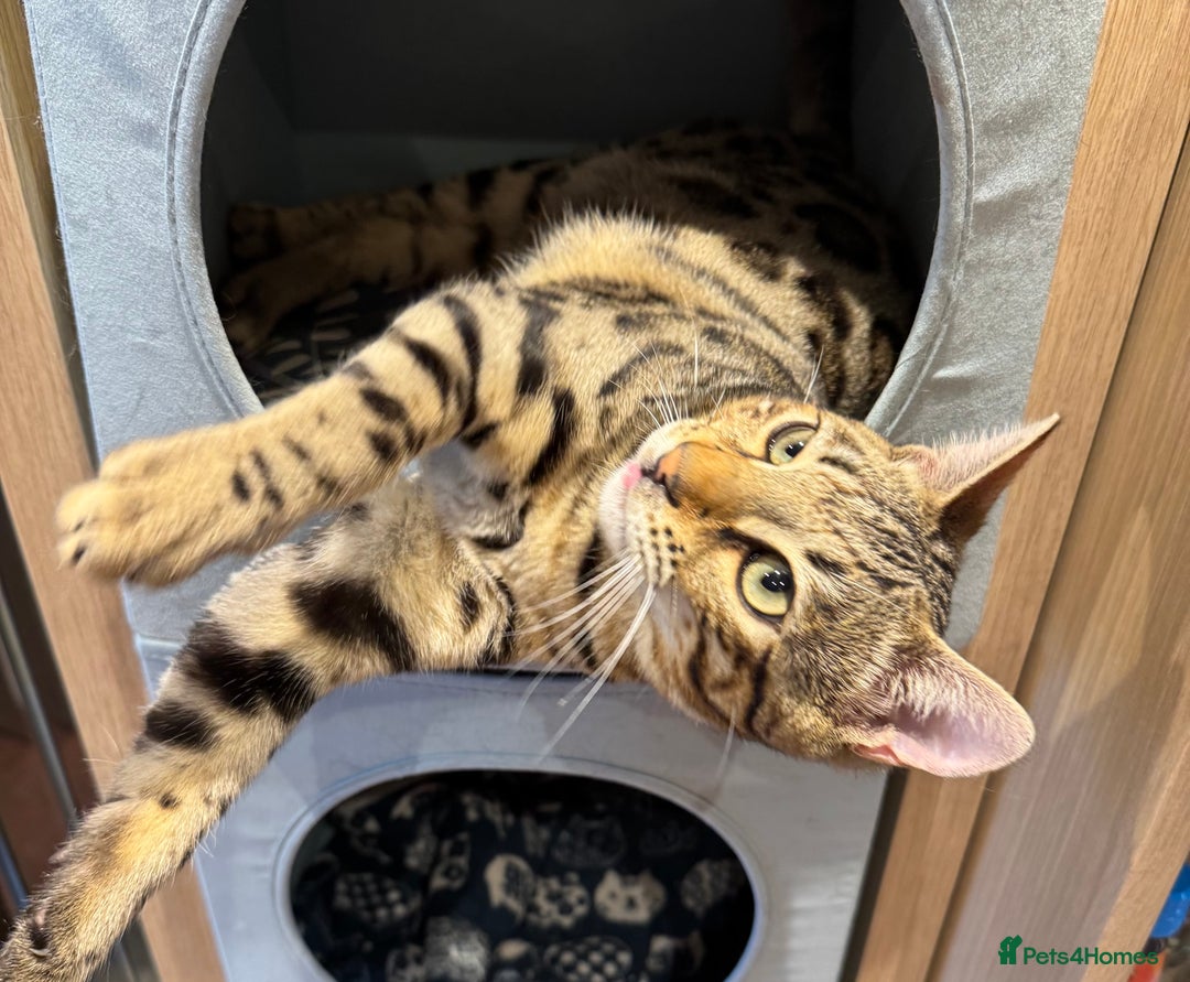 Bengal cats for sale: 2 Bengals Boy Brothers 11 Months Old - Advert 15