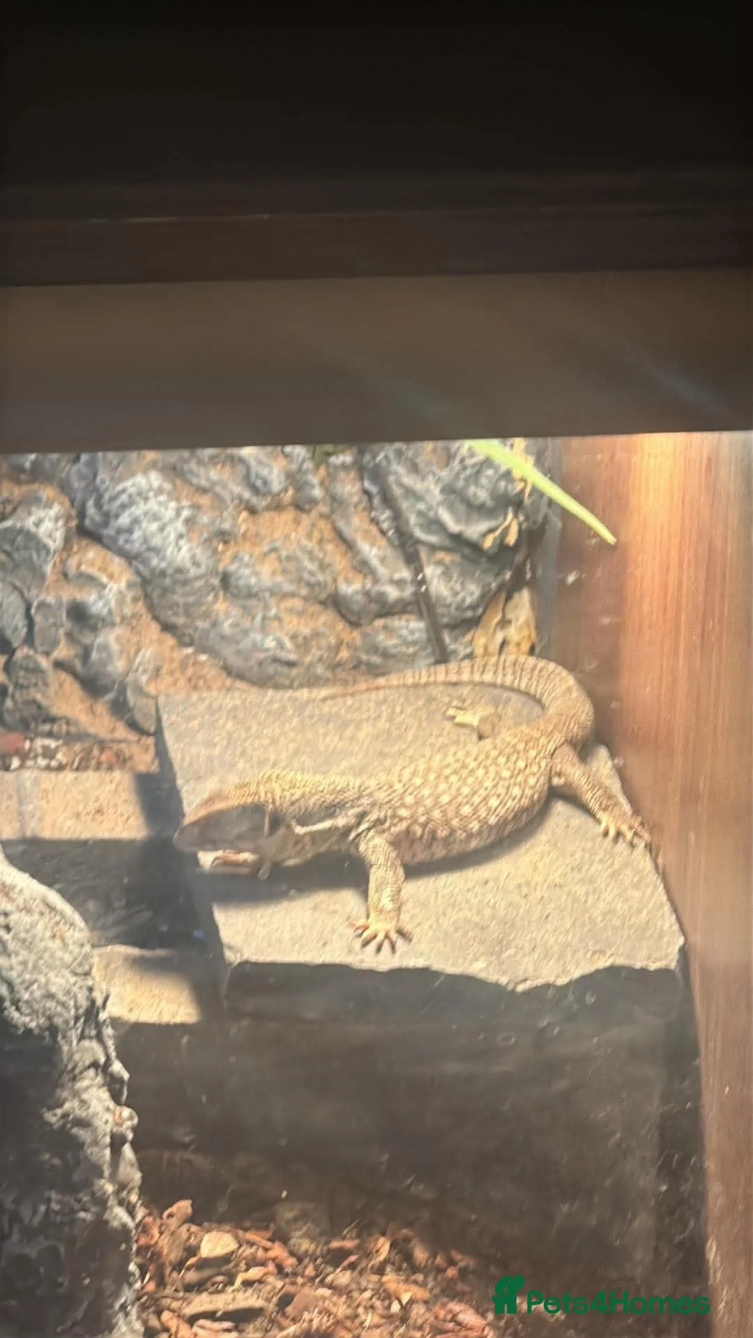 Monitor reptiles for sale: Bosc monitors  - Advert 2