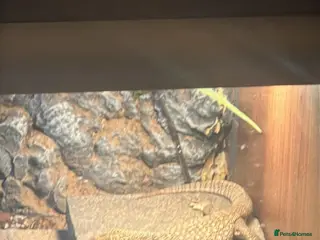 Monitor reptiles Bosc monitors - Advert 2