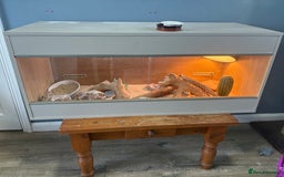 Bearded Dragon reptiles for sale: 1yo bearded dragon  - Image 2