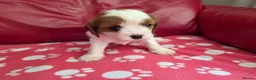 Mixed Breed dogs for sale: Cavapoo f1b - Advert 13
