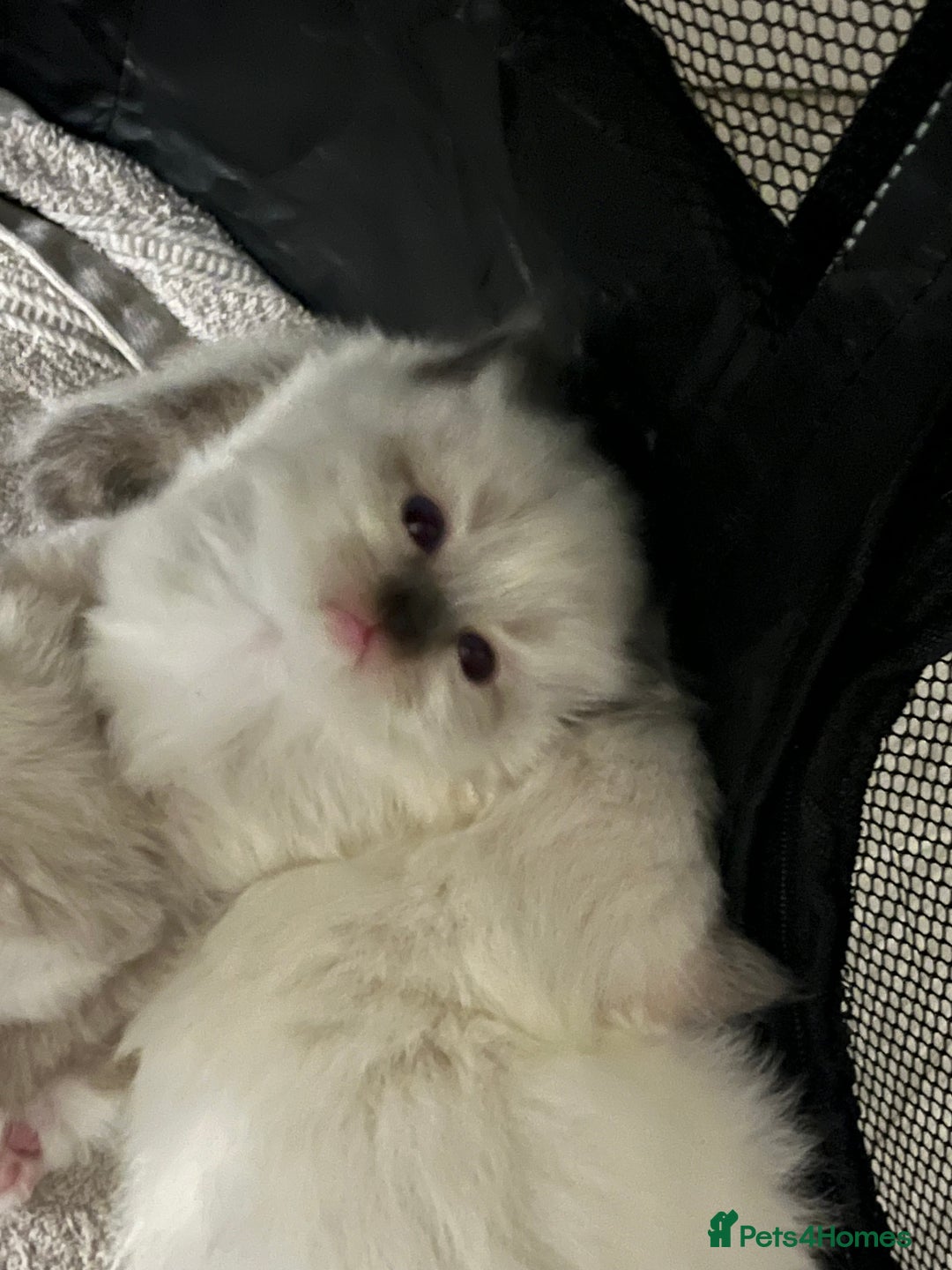 Ragdoll cats for sale: Bella’s ragdoll kittens ready December  - Image 2