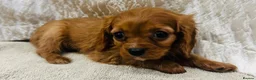 Cavalier King Charles Spaniel dogs for sale: Cavalier King Charles  in Deal - Advert 9