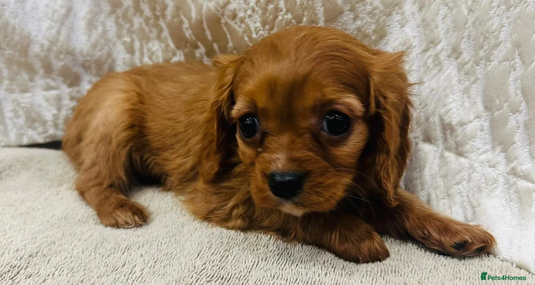 Cavalier King Charles Spaniel dogs for sale: Cavalier King Charles  in Deal - Advert 9