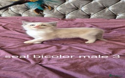 Ragdoll cats for sale: 3 Tica Registered Males For Sale - Image 6