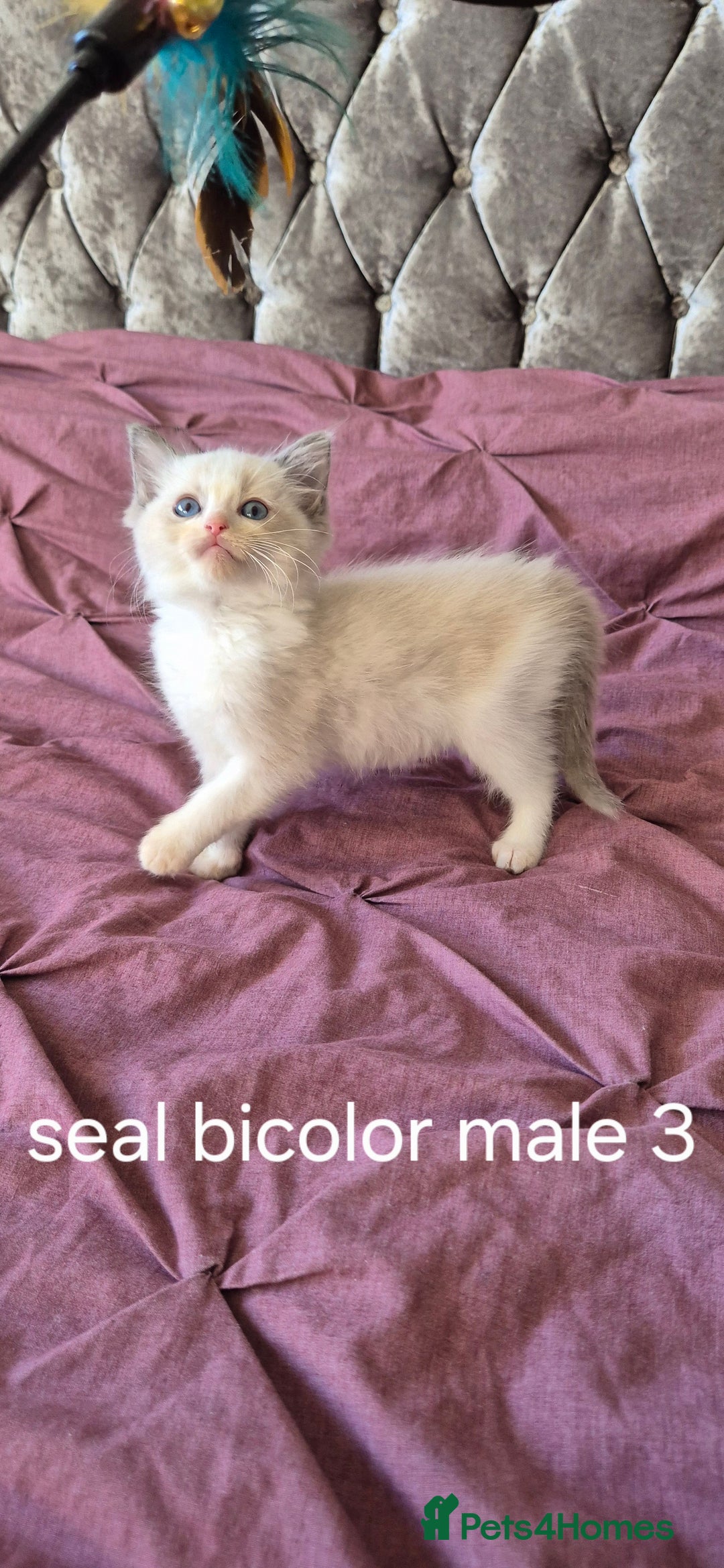 Ragdoll cats for sale: 3 Tica Registered Males For Sale - Image 6