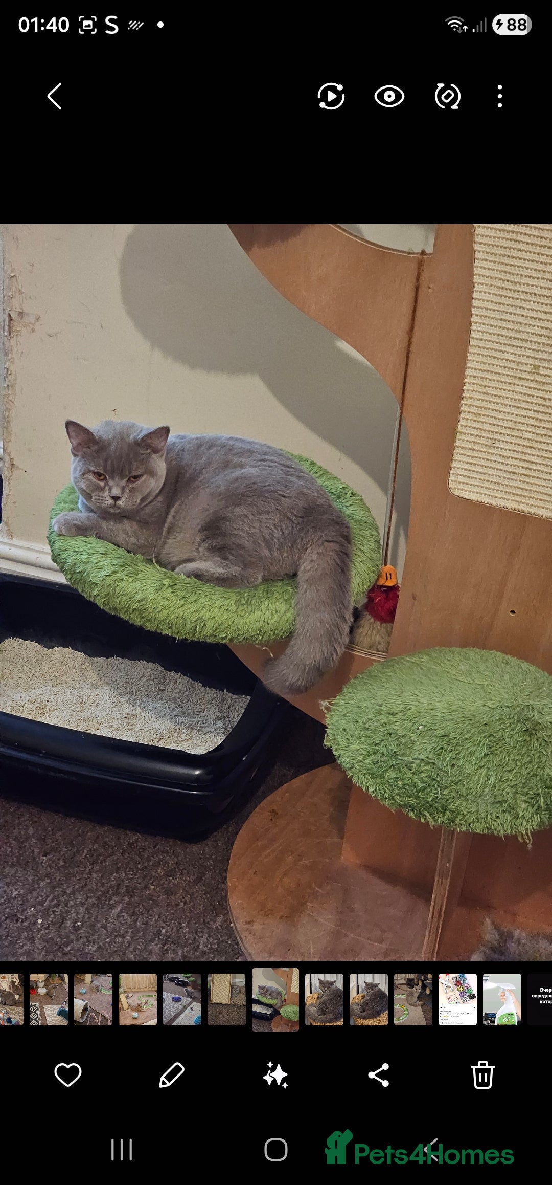 British Shorthair cats for sale: British shorthair and longhair  - Advert 4