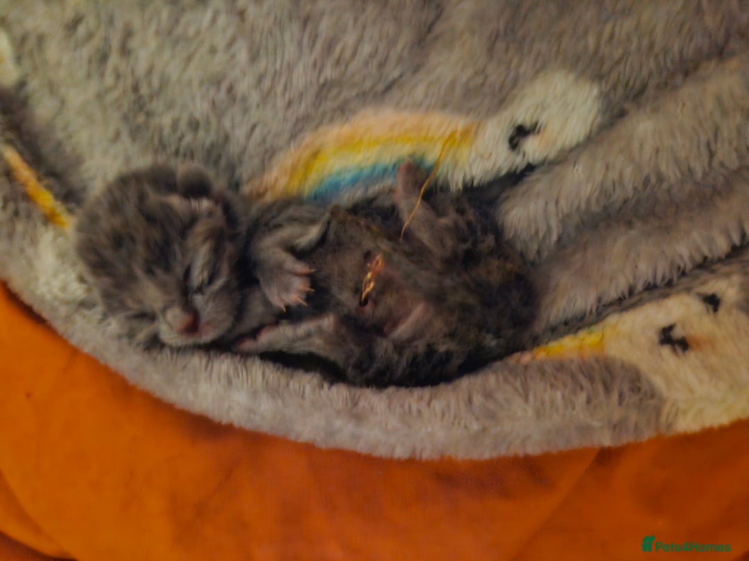 Mixed Breed cats for sale: Purrfect Rare Elf Eared Fur Babies Ready 14th Feb - Advert 21