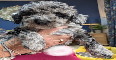 Miniature Poodle dogs - Advert 1