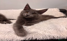 Maine Coon cats for sale: ✨7 Pure Bred Maine Coon Kittens✨ - Image 5