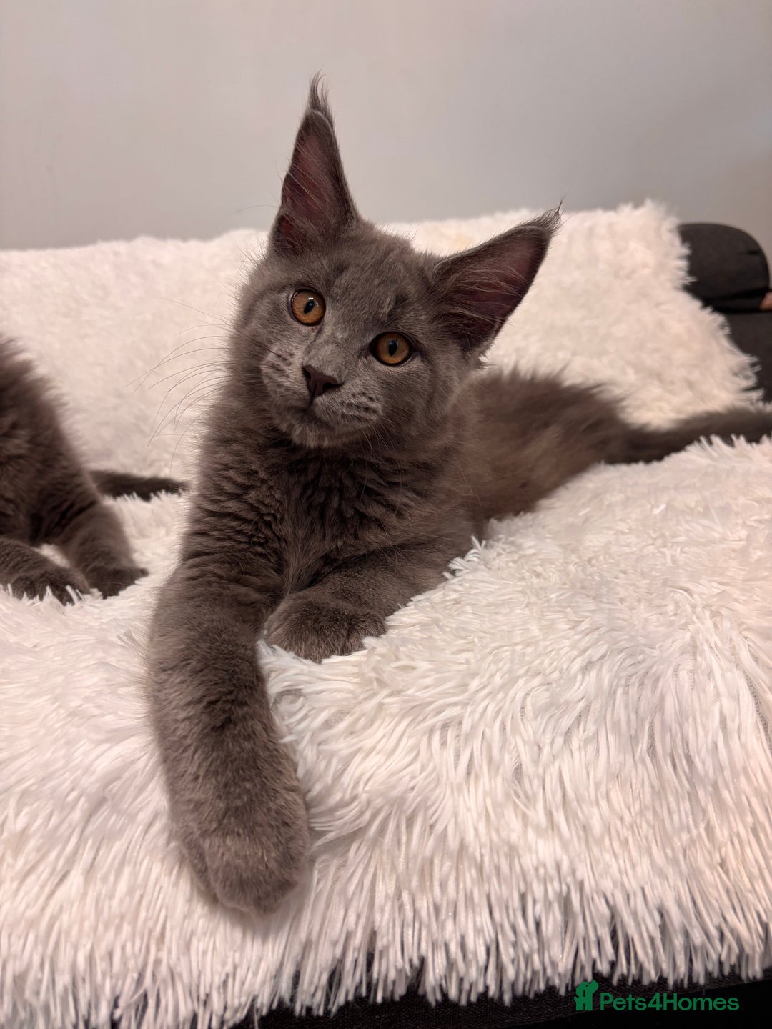 Maine Coon cats for sale: ✨7 Pure Bred Maine Coon Kittens✨ - Image 5