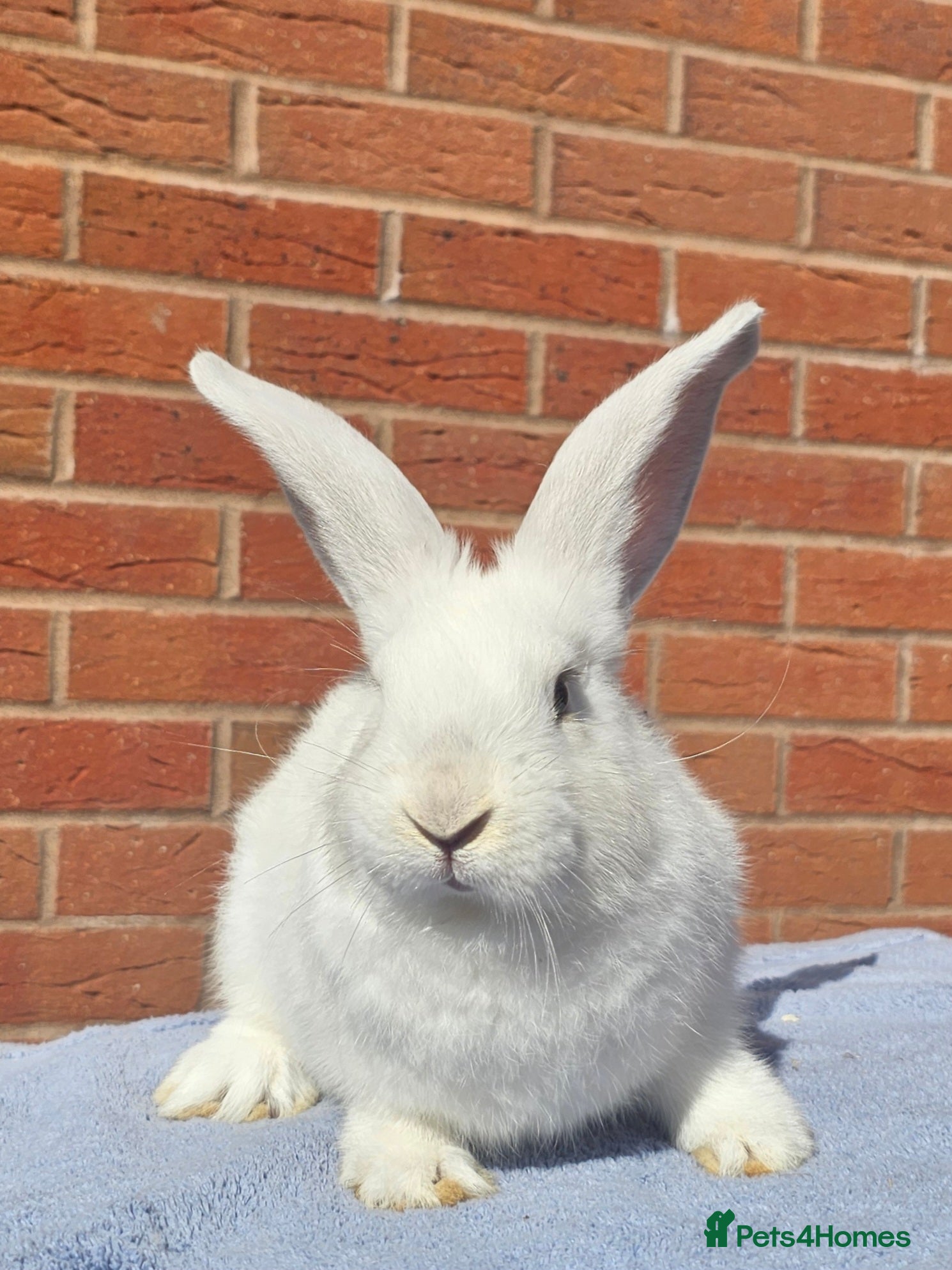 Continental Giant rabbits Purebred Continental Giant Doe - Advert 15