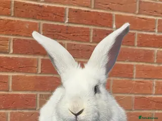 Continental Giant rabbits Purebred Continental Giant Doe - Advert 15