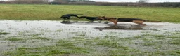 Mixed Breed dogs for sale: Gus almost 3 years  - Advert 4