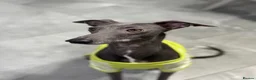 Mixed Breed dogs for sale: Italian greyhound  - Advert 10