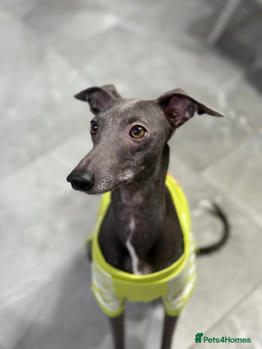 Mixed Breed dogs for sale: Italian greyhound  - Advert 10