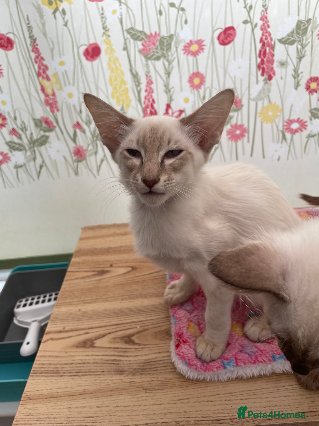 Balinese cats for sale: Lilac tabby Balinese kitten - Advert 4