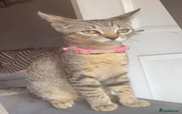 Mixed Breed cats for sale: Tabby kittens  - Image 2
