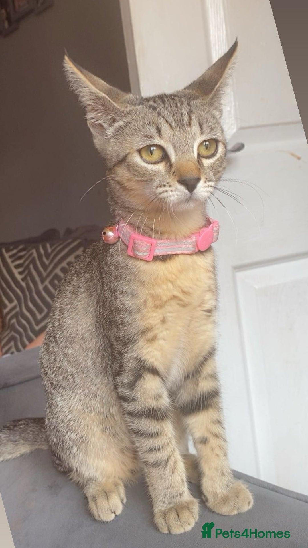 Mixed Breed cats for sale: Tabby kittens  - Image 2