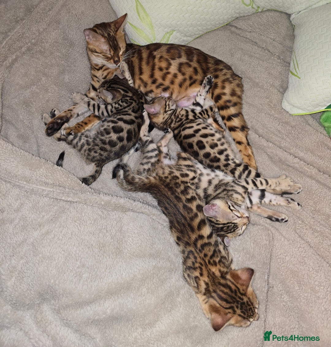 Bengal cats for sale: Bengal Kittens  - Image 1